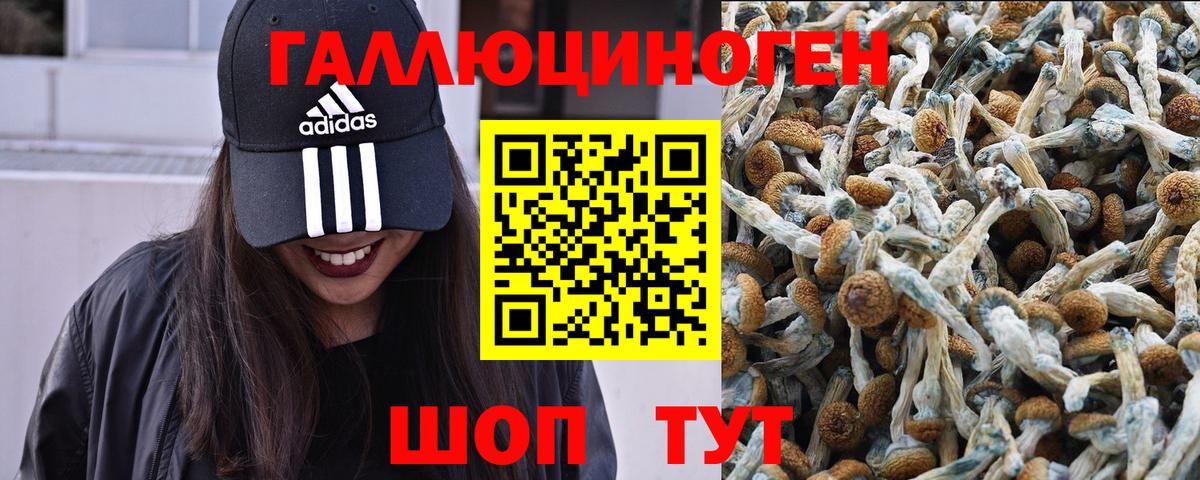 купить закладку  Вход с VPN  Курган  Галлюциногенные грибы мицелий 